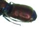 Chrysis chrysostigma